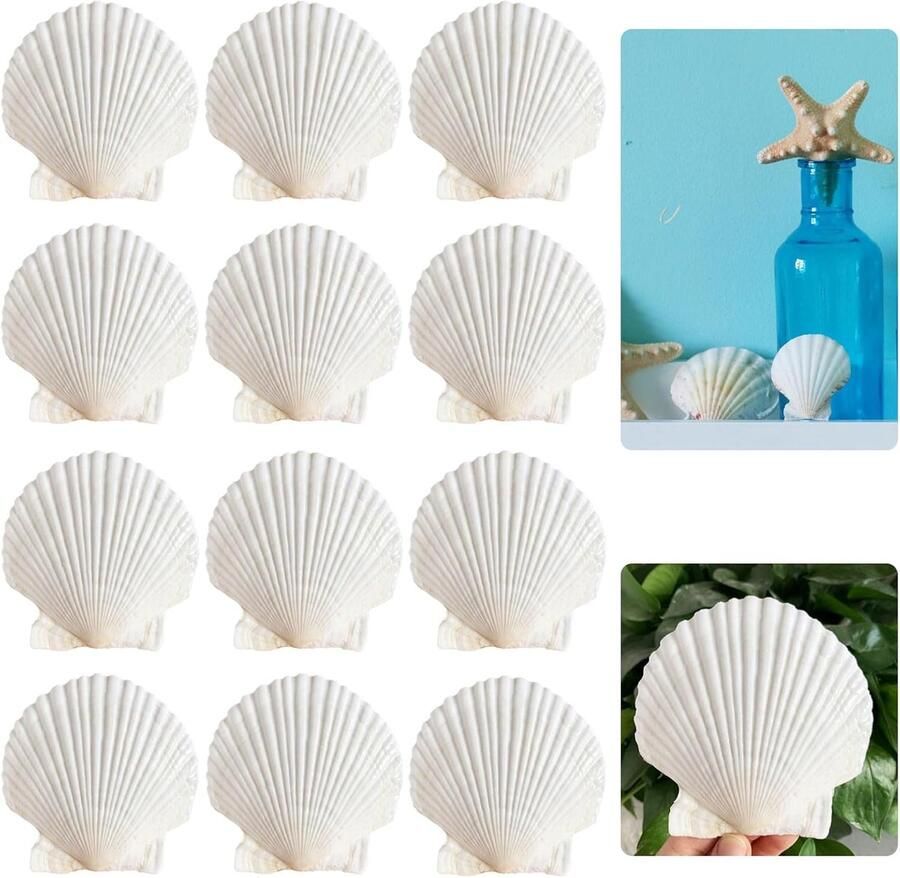 12-delige set voor het beschilderen van schelpen kunsthandwerk grote witte schelpen beschilderde schelpen windklokken schelpen voor grill (10-11 cm)
