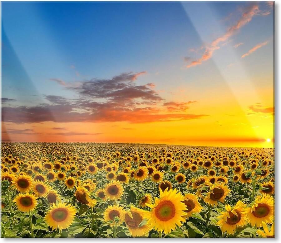 Fornuis Afdekplaat Glas Spatbescherming Keuken Beschermen 4mm Echt Glas 60 x 52 cm Zonnebloemen Geel