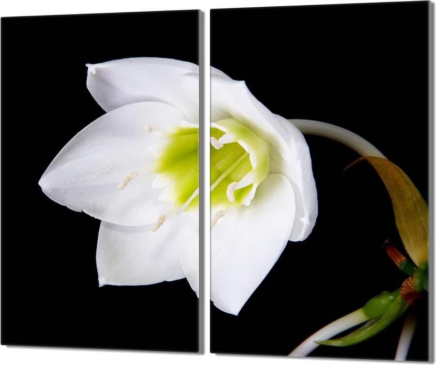 Kookplaat Afdekplaat Keramische Beschermer Keuken Werkblad Tweedelig Gehard Glas 2x 30x52 cm Veelkleurig Orchidee