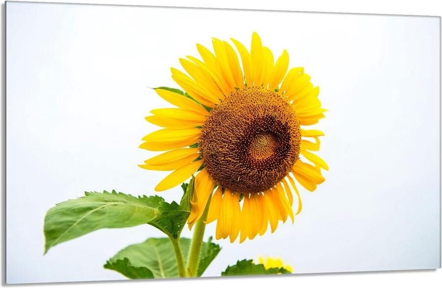 Kookplaat Afdekplaat Snijplank Glas Keuken Beschermen Gehard Glas 80x52 cm Bloemenprint