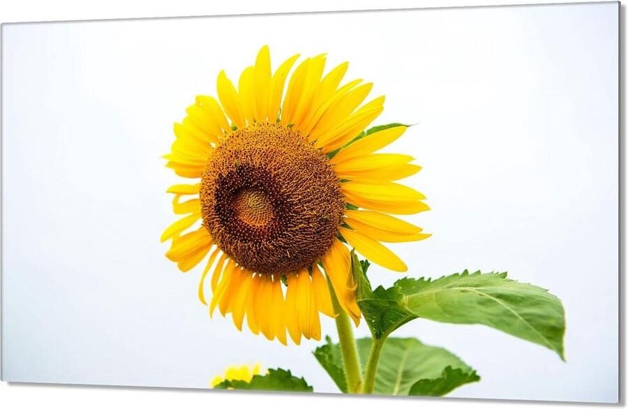 Kookplaat Afdekplaat Spatbord Glas Keuken Decoratie Gehard Glas 80x52 cm Bloemenprint