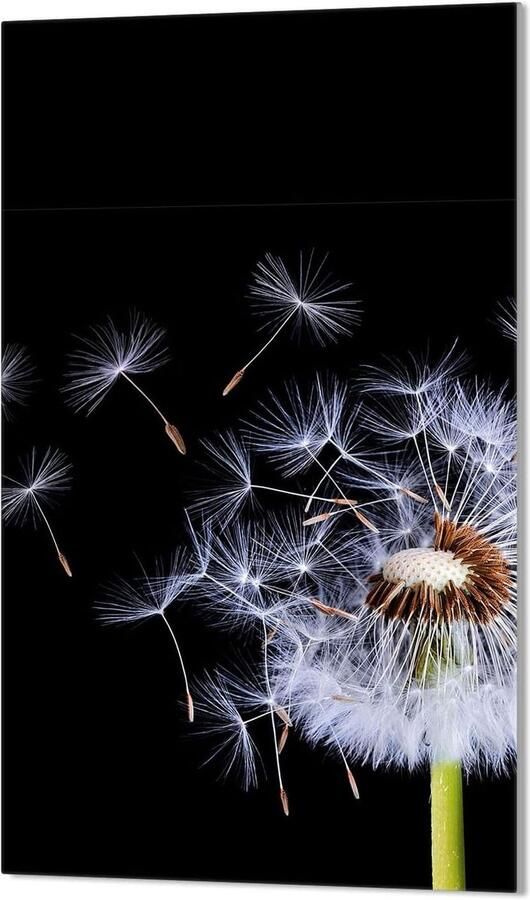 Kookplaat Afdekplaat Werkbladbeschermer Glas Keuken Beschermen Gehard Glas 30 x 52 cm Bloemenprint