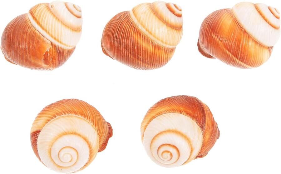 Natuurlijke Slakkenhuizen Escargot Bakvorm Franse Gerechten Vaatwasserbestendig 4x3x3 cm Natuurlijk