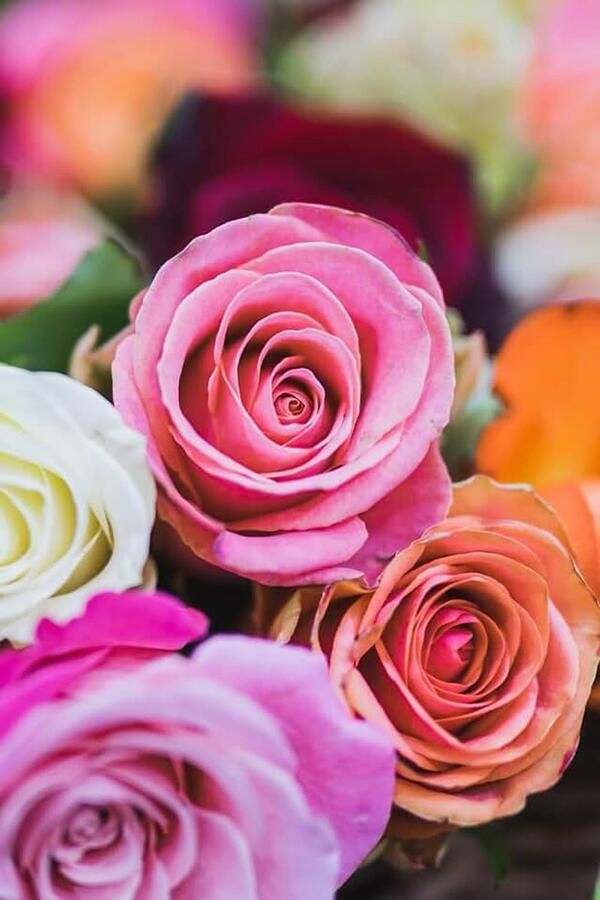 Rosas Multicolor: Cuaderno con líneas y diseño floral vibrante