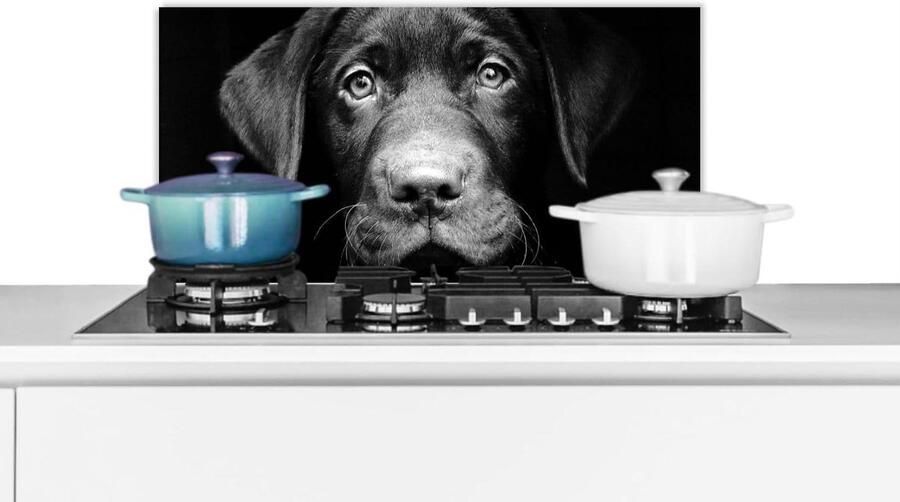 Spatscherm Keuken Spatwand Achterwand Koken Beschermen Zwart-wit Labrador Print 60x30 cm Veelkleurig