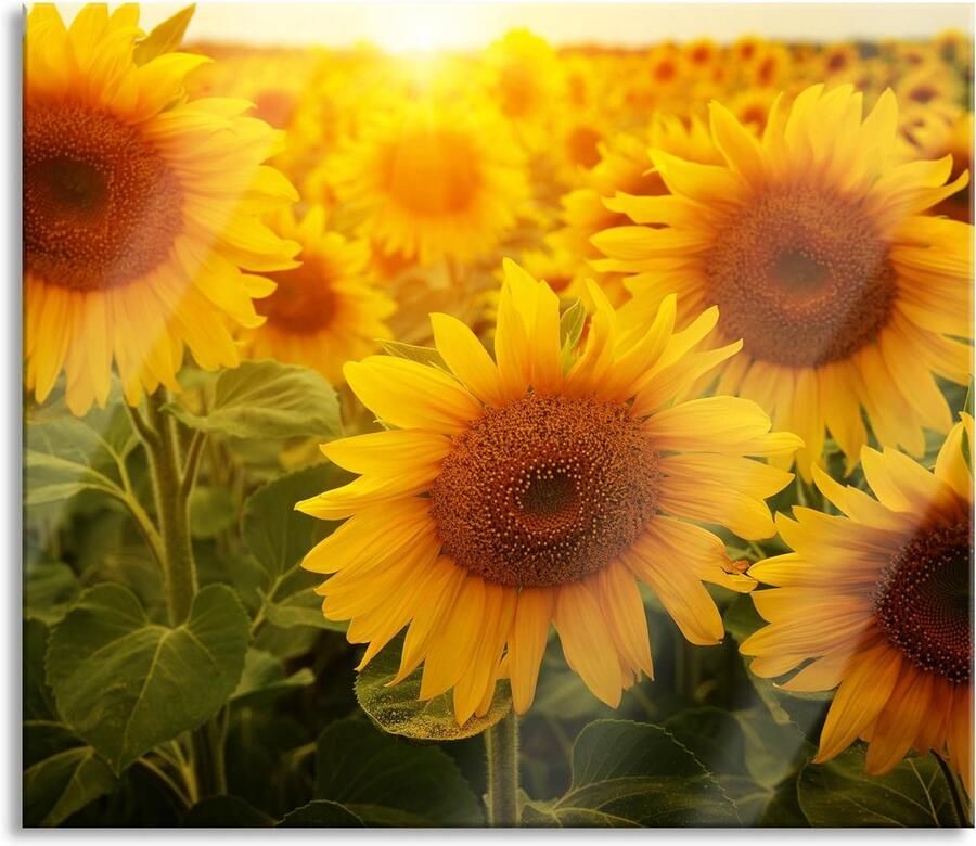 Universele Fornuis Afdekplaat van Glas met Zonnebloemen Motief Spatbescherming