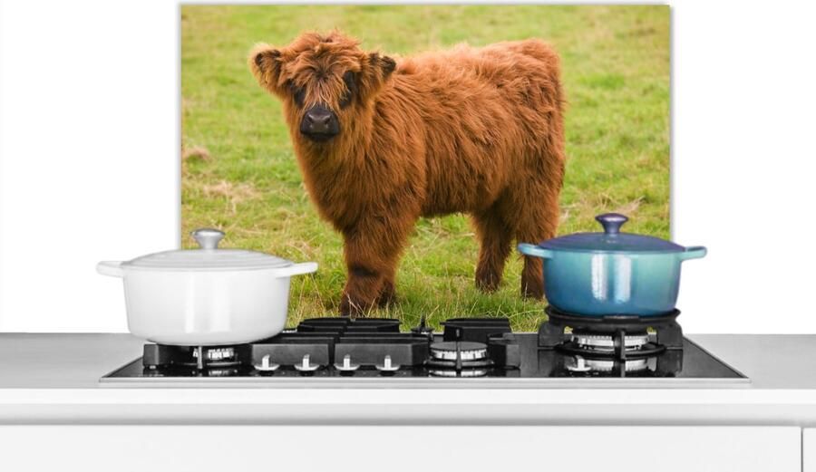 KitchenYeah Spatscherm keuken 60x40 cm Kookplaat achterwand Schotse hooglander Licht Vacht Muurbeschermer Spatwand fornuis Hoogwaardig aluminium
