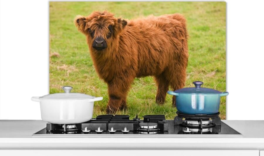 KitchenYeah Spatscherm keuken 80x55 cm Kookplaat achterwand Schotse hooglander Licht Vacht Muurbeschermer Spatwand fornuis Hoogwaardig aluminium