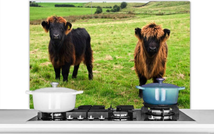 KitchenYeah Spatscherm keuken 100x65 cm Kookplaat achterwand Schotse hooglander Gras Koeien Muurbeschermer Spatwand fornuis Hoogwaardig aluminium