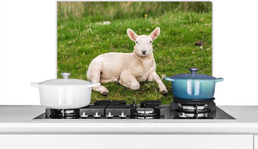 KitchenYeah Spatscherm Keuken Kookplaat Achterwand Spatwand Fornuis 70x50 cm Schaap Dieren Lam Aluminium Wanddecoratie Muurbeschermer Hittebestendig
